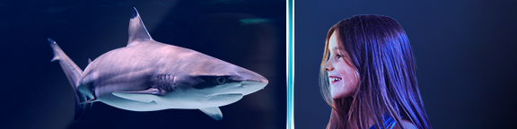 Atlantis aquarium