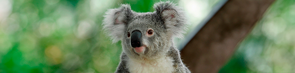 Faunia